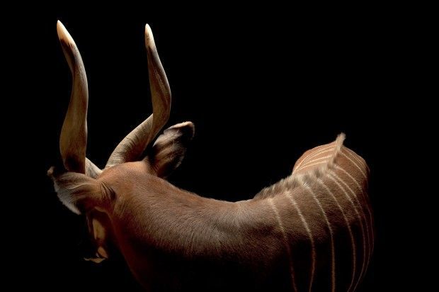 Eastern bongo